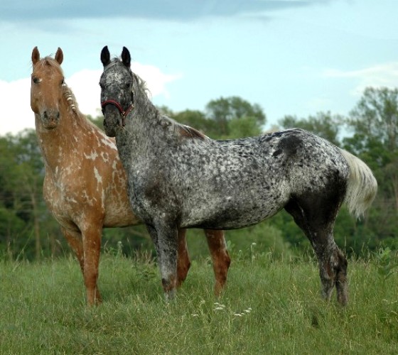 Appaloosa sporthorse categories and information