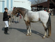 Appaloosa blood sport horse stallion-Custom Design