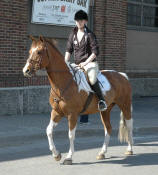 Pinto Pony-Chiquita Cloud Minnesota Horse Expo 