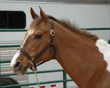 Pinto sport horse pony-Chiquita Cloud Minnesota Horse Expo 