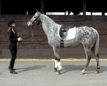 Appaloosa Blood Sport Horse-Flashback