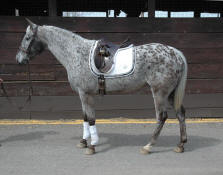 Appaloosa Blood Sport Horse-Flashback