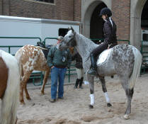 Appaloosa Blood Sport Horse-Flashback