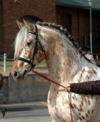 Appaloosa blood sport horse stallion-Grand Design