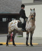 Appaloosa blood sport horse stallion-Grand Design