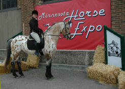 Appaloosa blood sport horse stallion-Grand Design